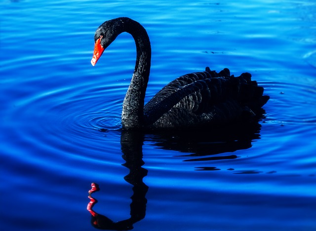 Are you protected from “Black Swans”?